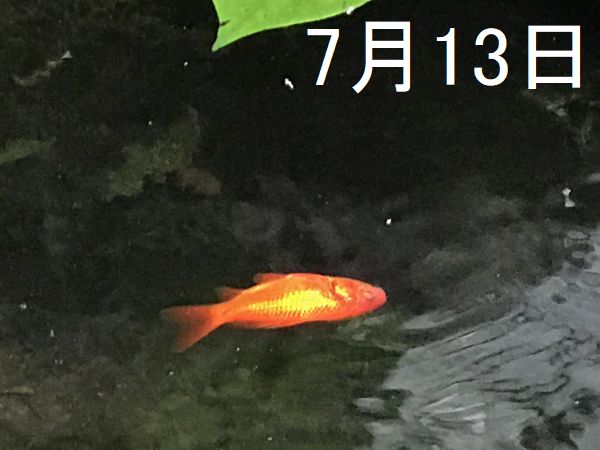 2020・7金魚②